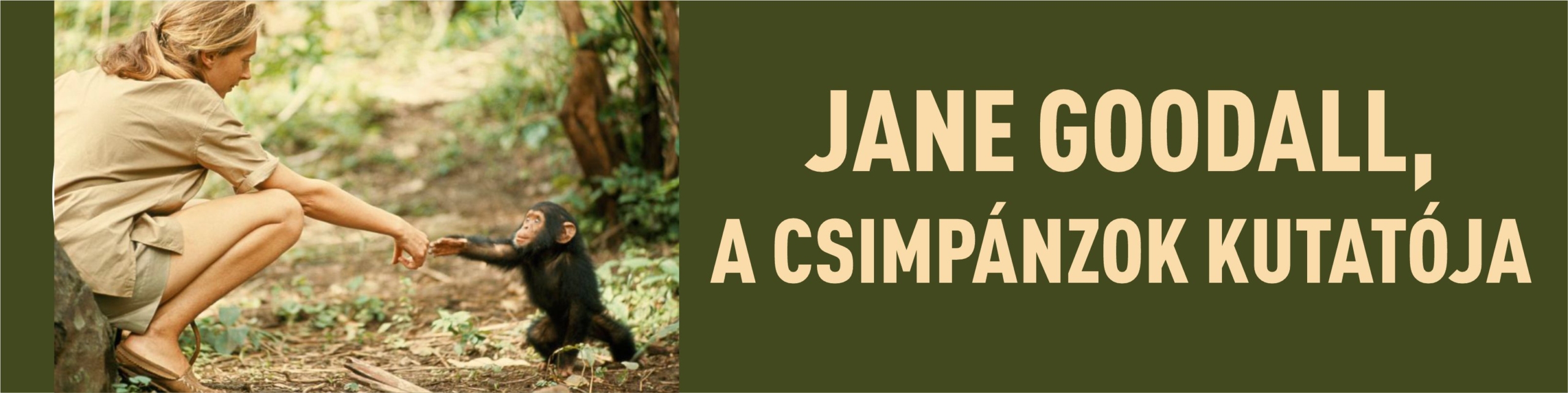 Jane Goodall, a csimpánzok kutatója